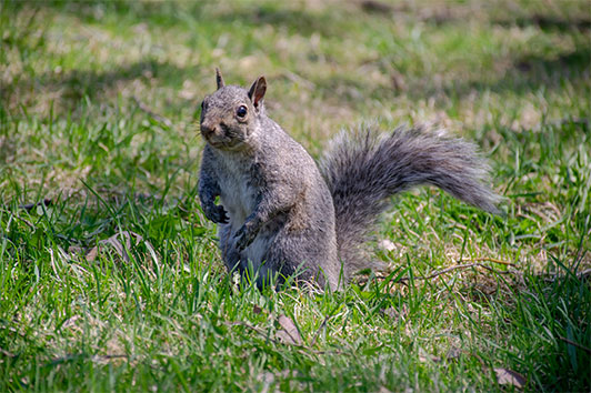 squirrel